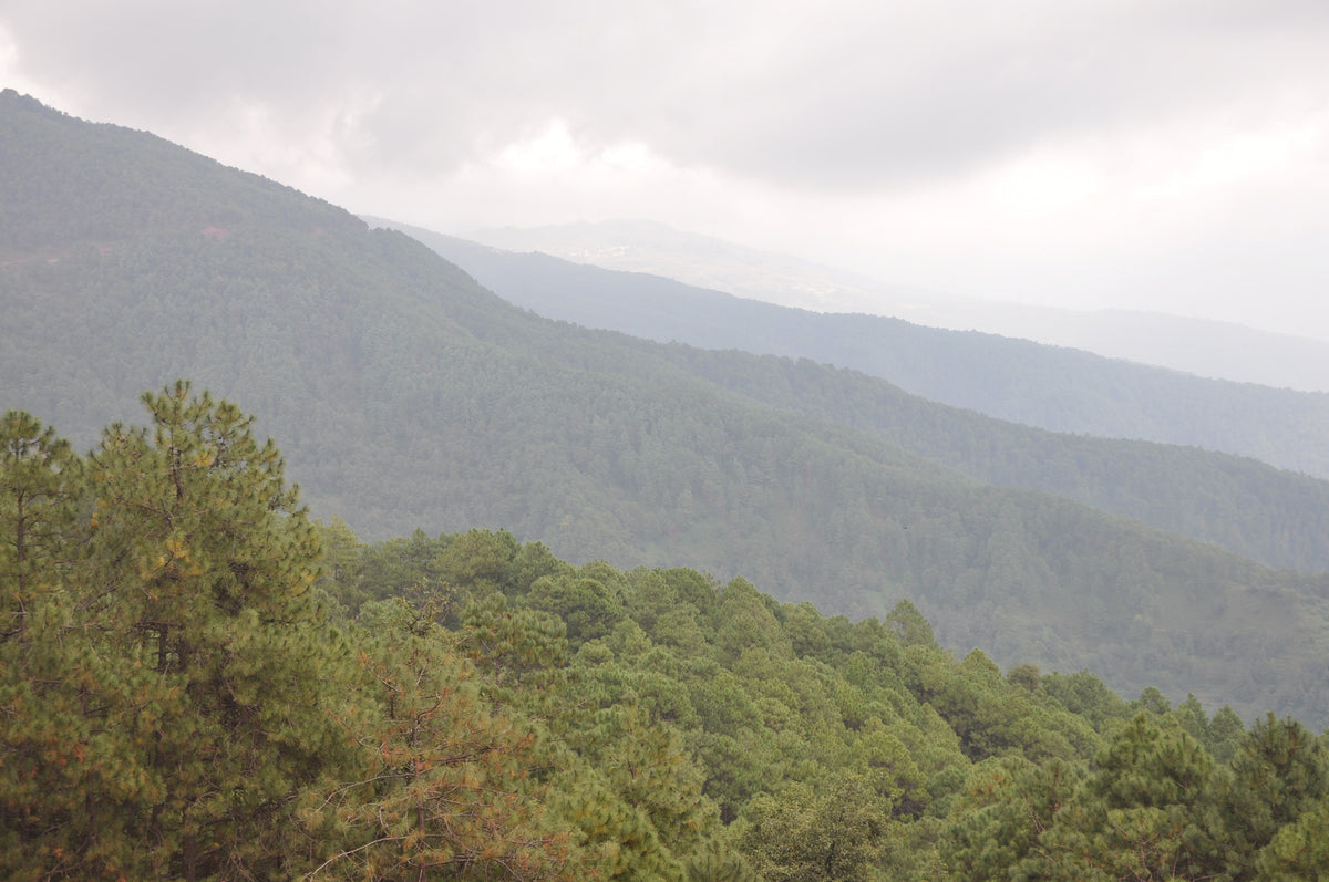 Pinus yunnanensis (Yunnan Pine)