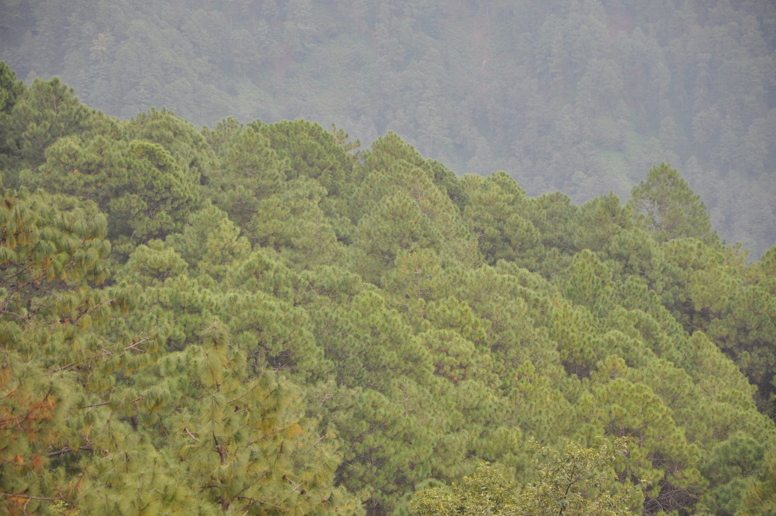 Pinus yunnanensis (Yunnan Pine)