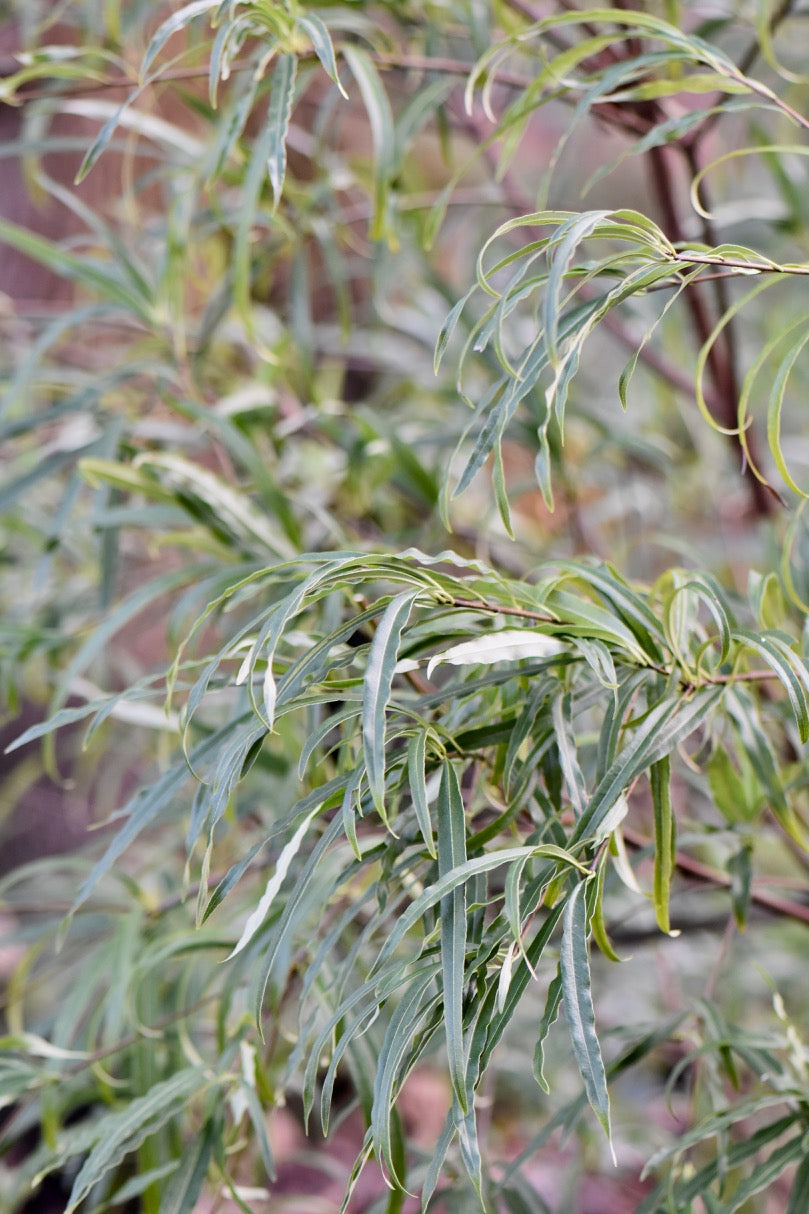 Pittosporum illicioides DJHT1084 Narrow Leaf   (Pittysporum)