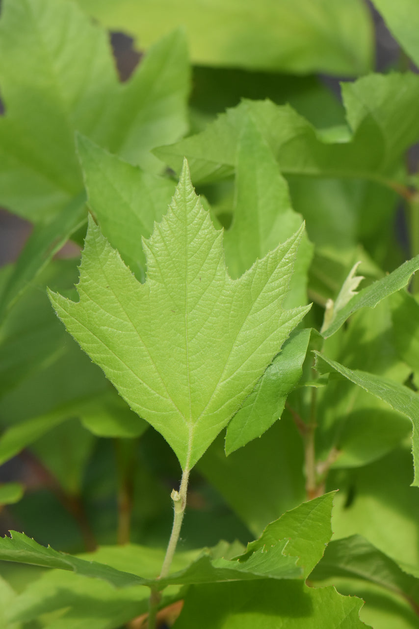 Platanus wrightii (Arizona Sycamore)