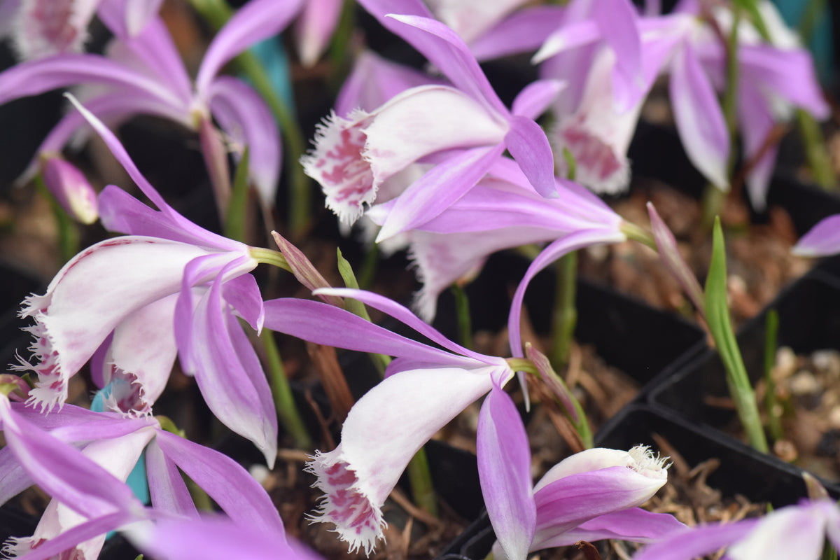 Pleione &#39;Eiger&#39;  (Hardy Orchid)
