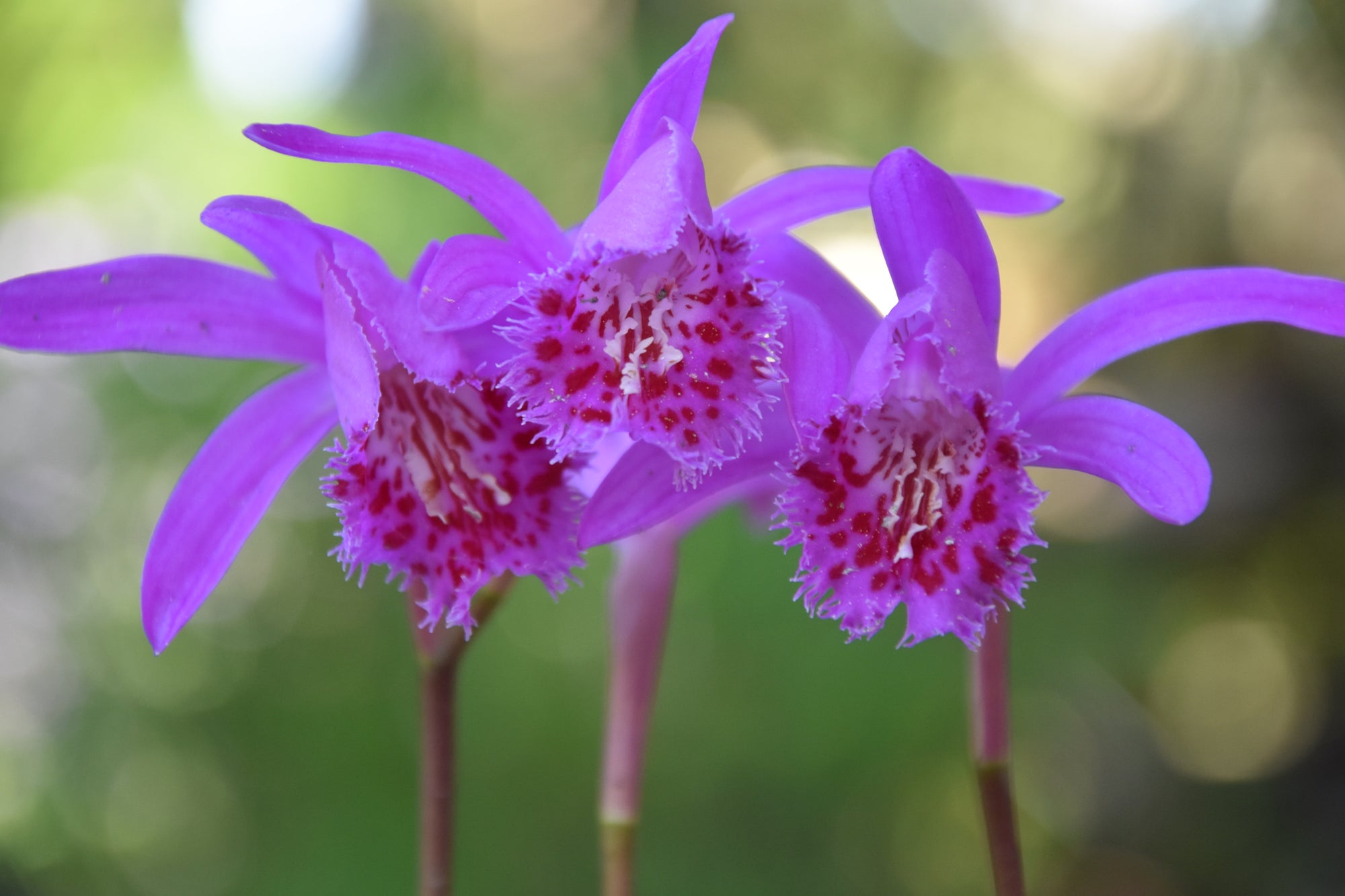 Pleione bulbocodioides (Hardy Orchid)