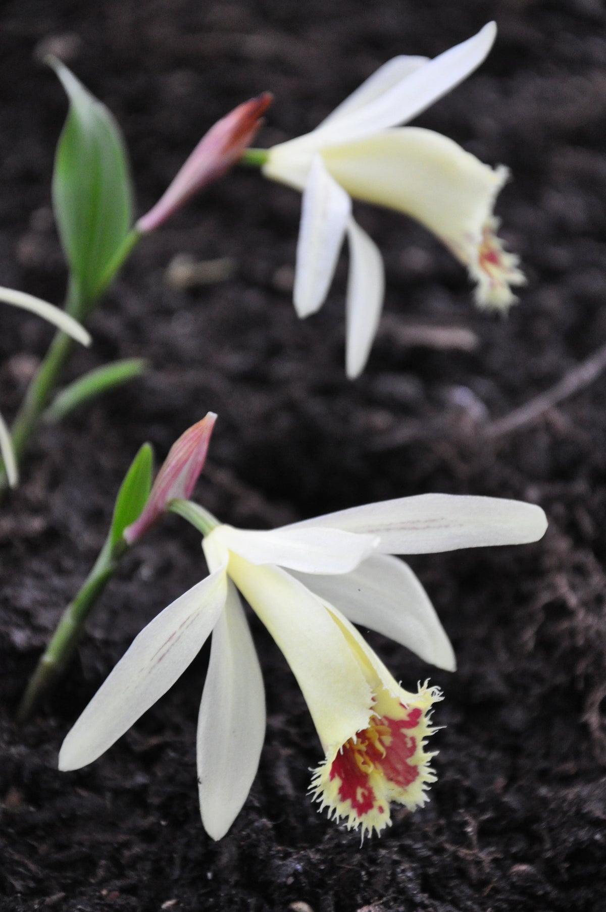 Pleione confusa &#39;Golden Gate&#39;  (Hardy Orchid)