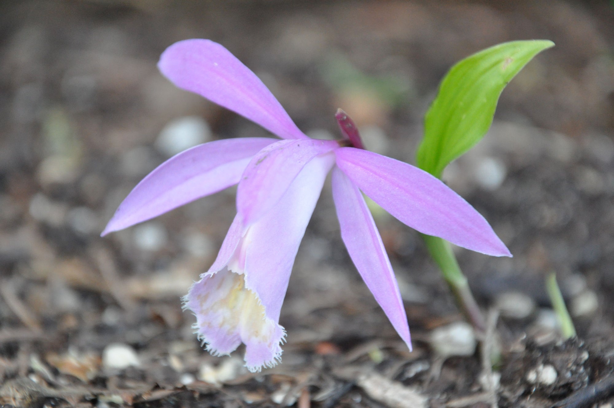 Pleione 'Ginzanko'  (Hardy Orchid)