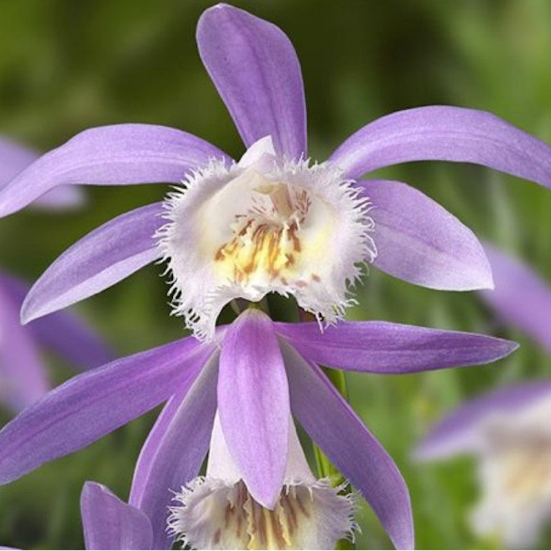 Pleione formosana 'Rossini'  (Hardy Orchid)