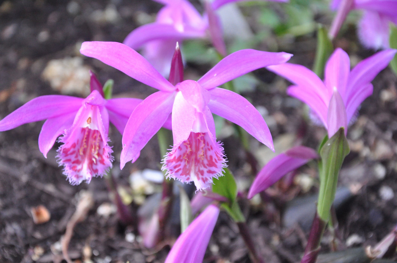 Pleione 'Tongariro' (Hardy Orchid)