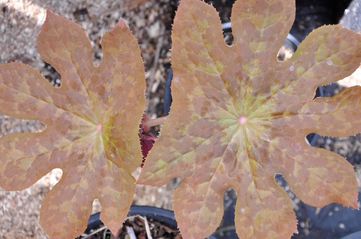 Podophyllum &#39;Imperial Sunrise&#39; (Hybrid Podophyllum)