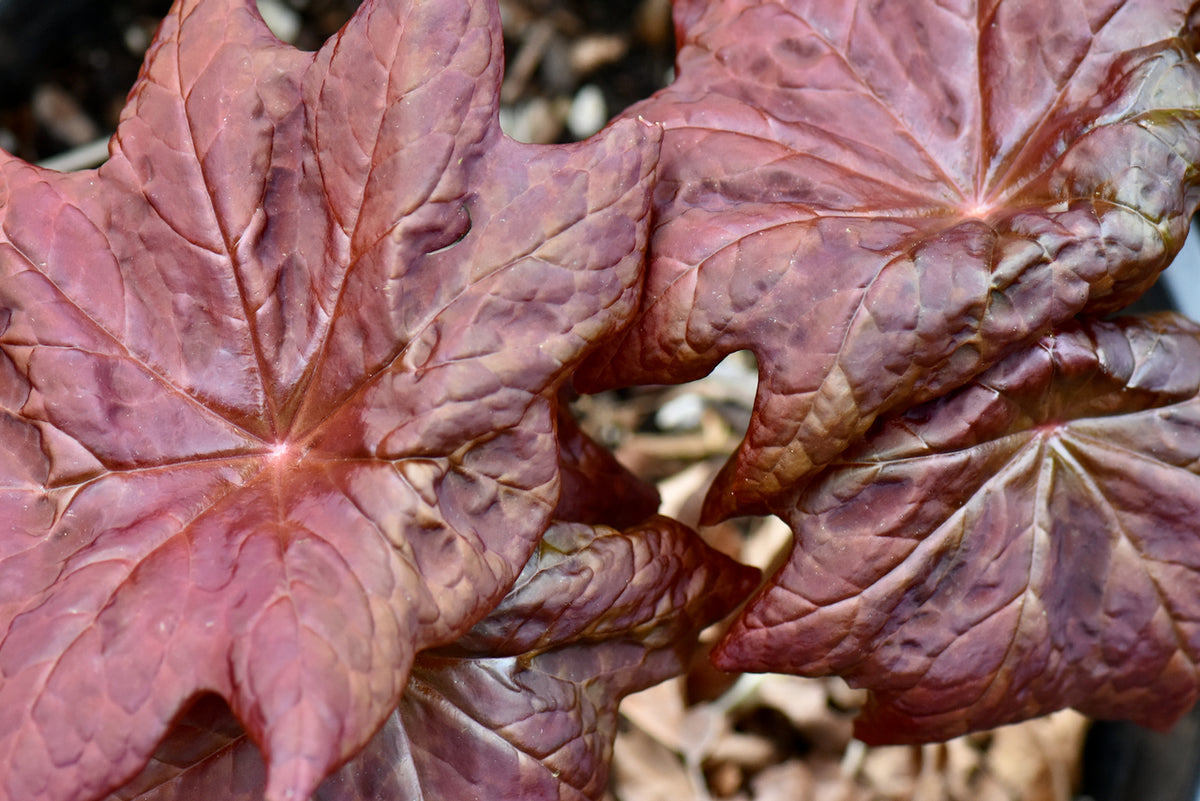 Podophyllum &#39;Red Panda&#39; (Hybrid Podophyllum)