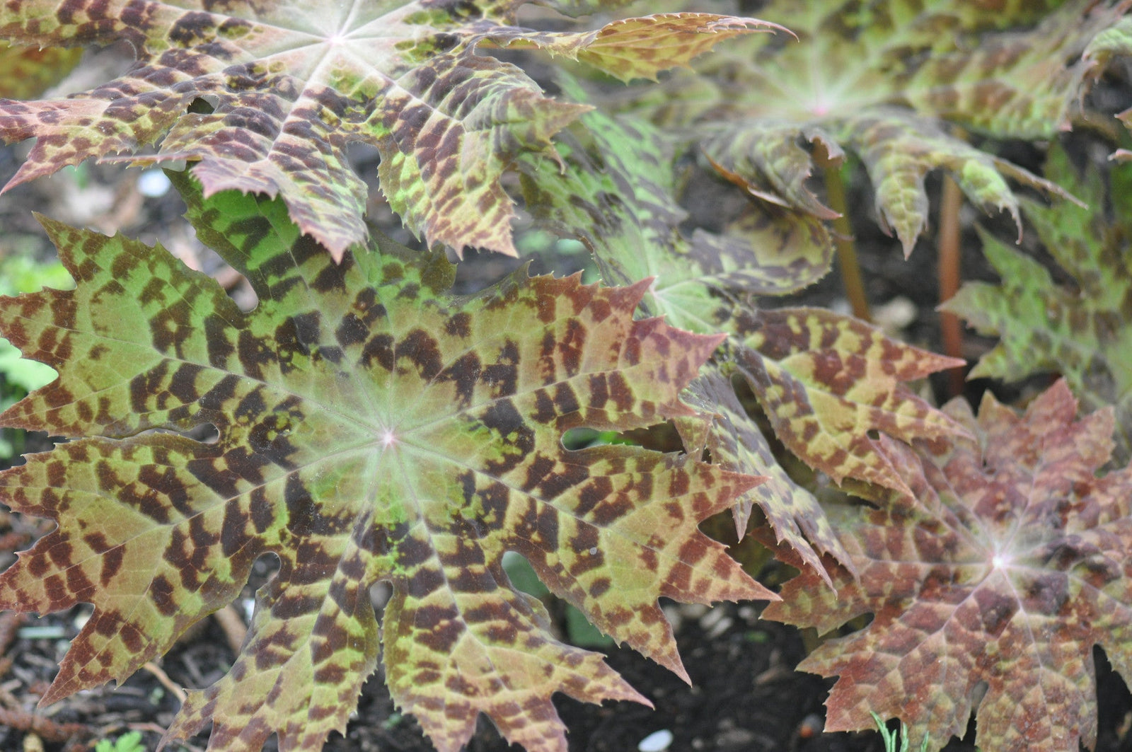 Podophyllum delavayi (Chinese Mayapple)