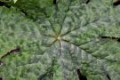 Podophyllum delavayi DJHC0571 (Chinese Mayapple)