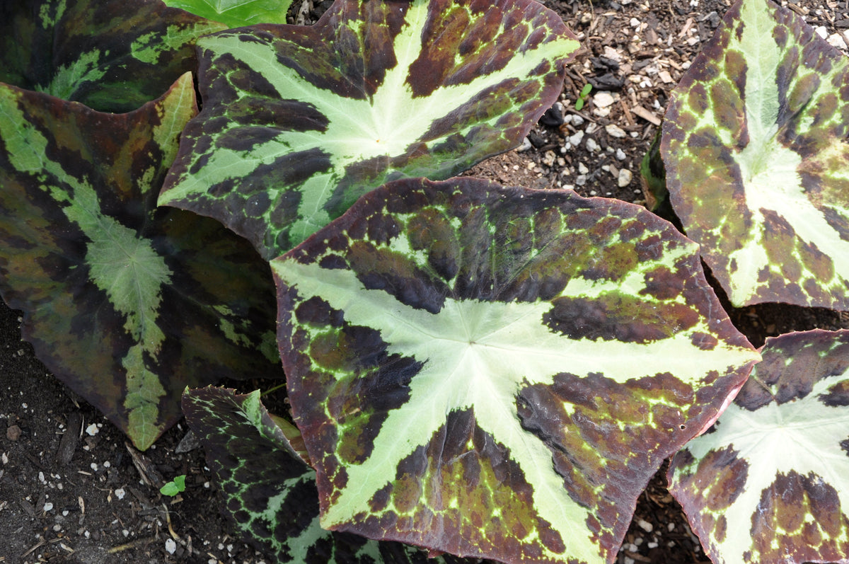 Podophyllum difforme &#39;Starfish Strain&#39;  (Chinese Mayapple)