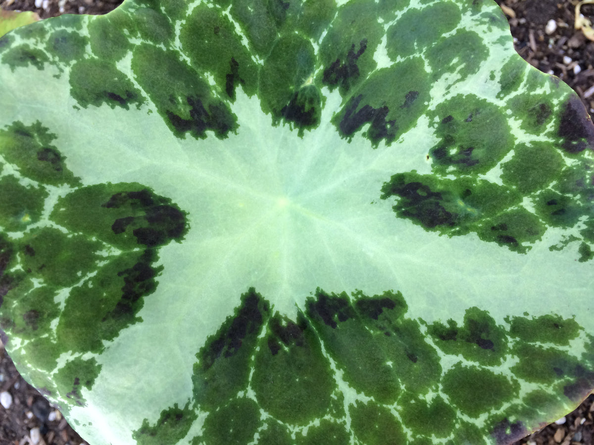 Podophyllum difforme &#39;Starfish Strain&#39;  (Chinese Mayapple)