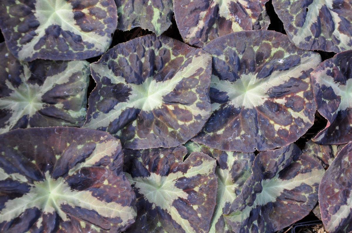 Podophyllum difforme &#39;Starfish Strain&#39;  (Chinese Mayapple)