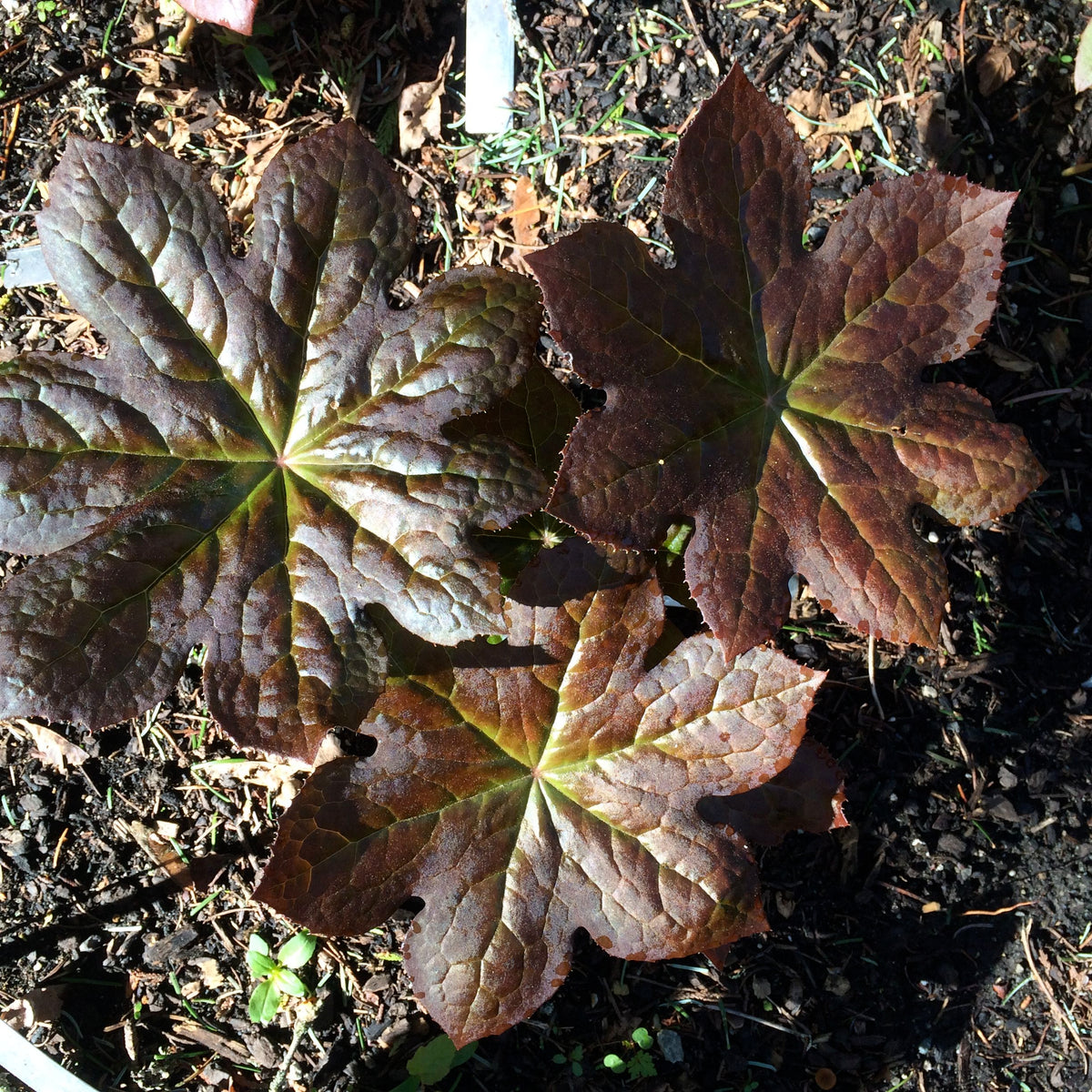 Podophyllum &#39;Imperial Sunrise&#39; (Hybrid Podophyllum)