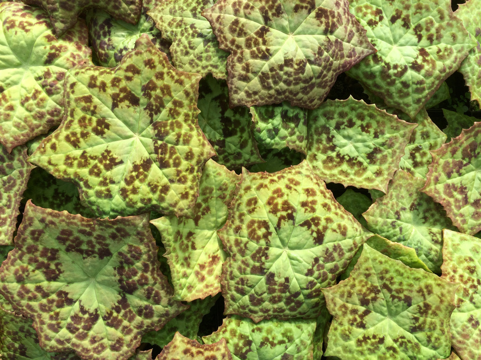 Podophyllum 'Spotty Dotty' PP17361  (Chocolate Spotted Chinese Mayapple)