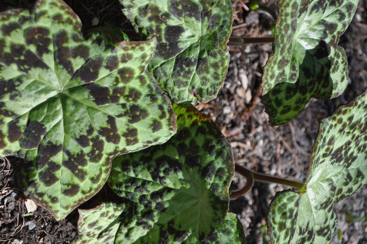 Podophyllum &#39;Spotty Dotty&#39; PP17361  (Chocolate Spotted Chinese Mayapple)
