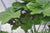Podophyllum versipelle   (Chinese Mayapple)