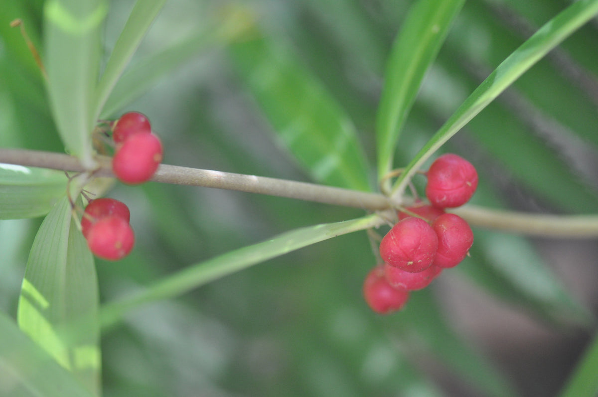 Polygonatum cirrhifolium (Solomon&#39;s Seal)