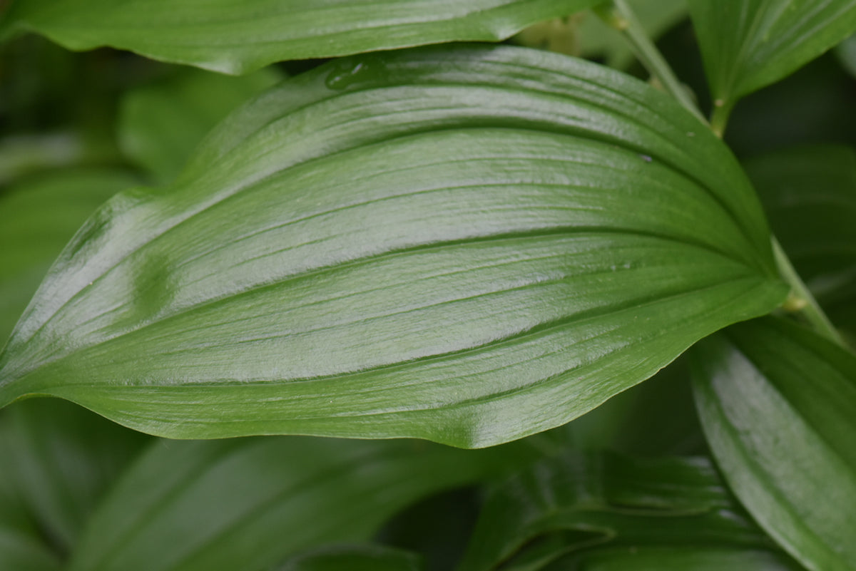 Polygoantum hirtum (Solomon&#39;s Seal)