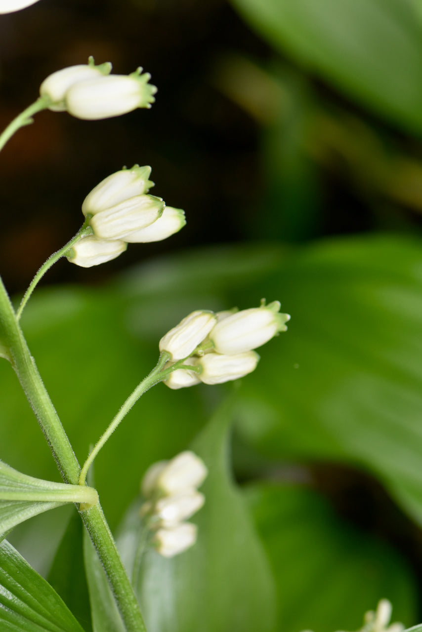 Polygoantum hirtum (Solomon's Seal)