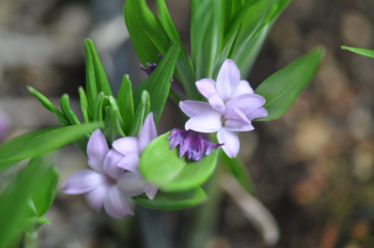 Polygonatum hookeri (Dwarf Solomon&#39;s Seal)