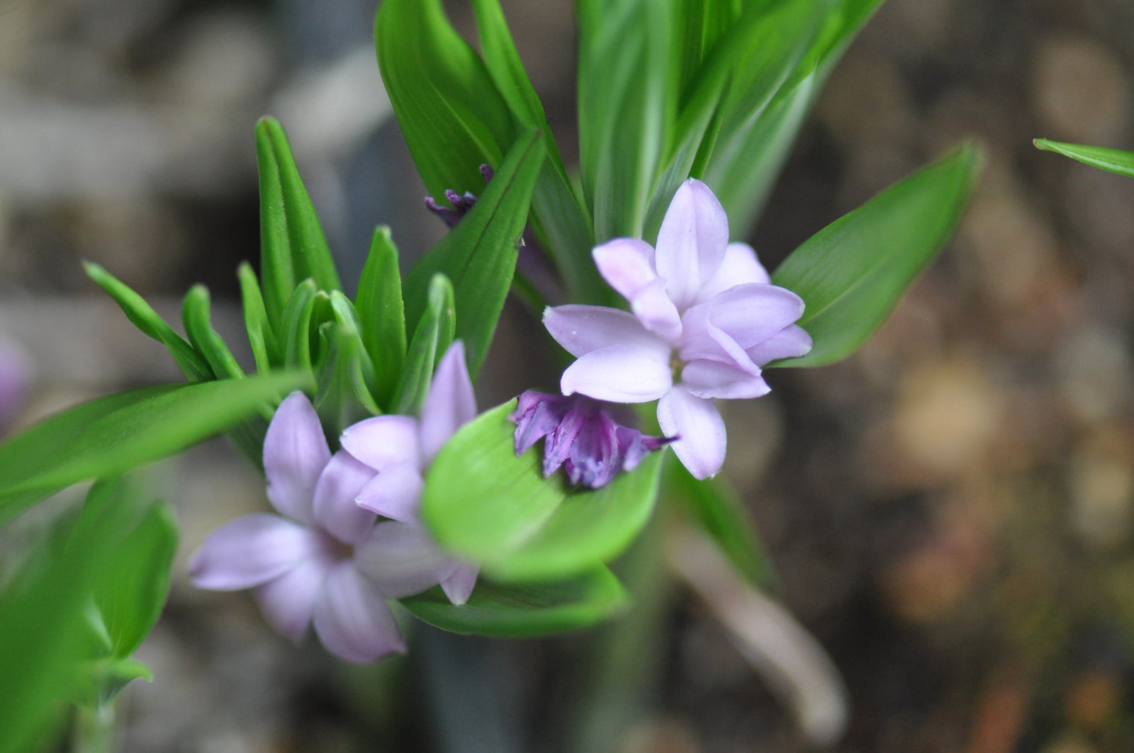 Polygonatum hookeri (Dwarf Solomon's Seal)