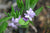 Polygonatum hookeri (Dwarf Solomon's Seal)