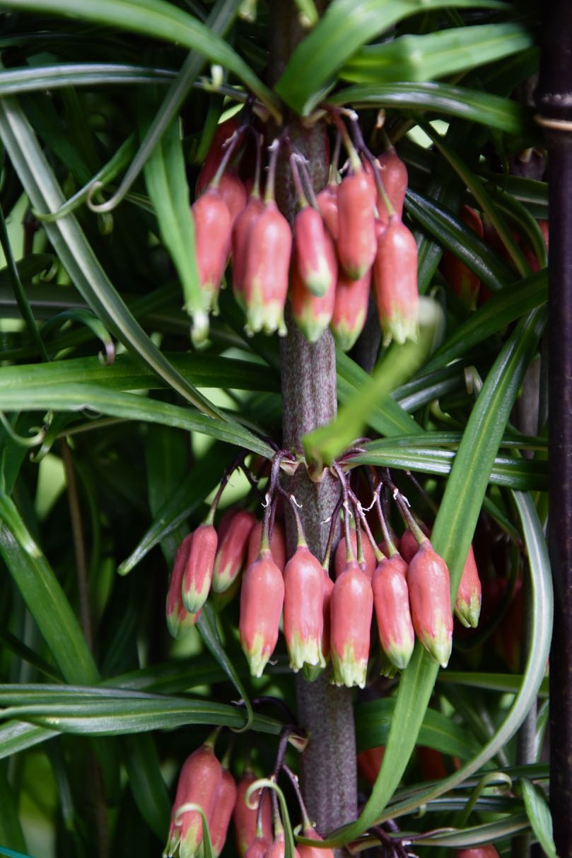 Polygonatum huanum (syn. kingianum) (Orange Flowering Solomon&#39;s Seal)