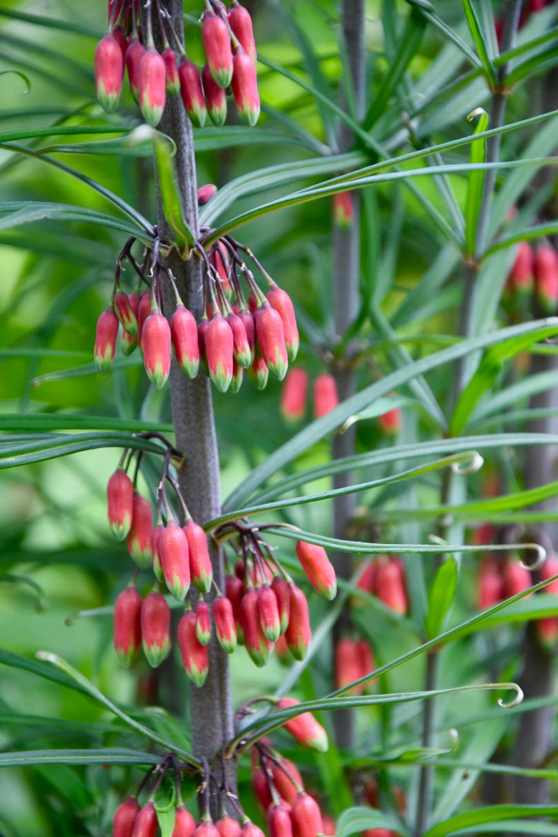 Polygonatum huanum (syn. kingianum) (Orange Flowering Solomon&#39;s Seal)