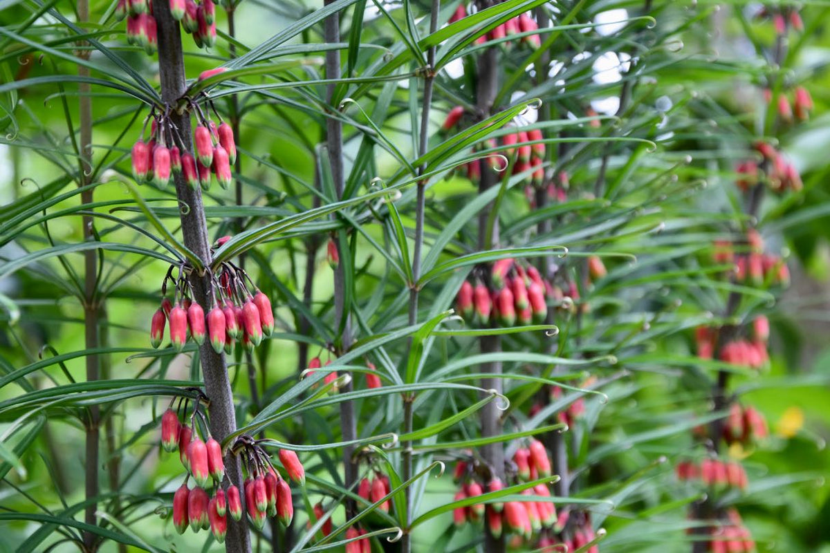 Polygonatum huanum (syn. kingianum) (Orange Flowering Solomon&#39;s Seal)