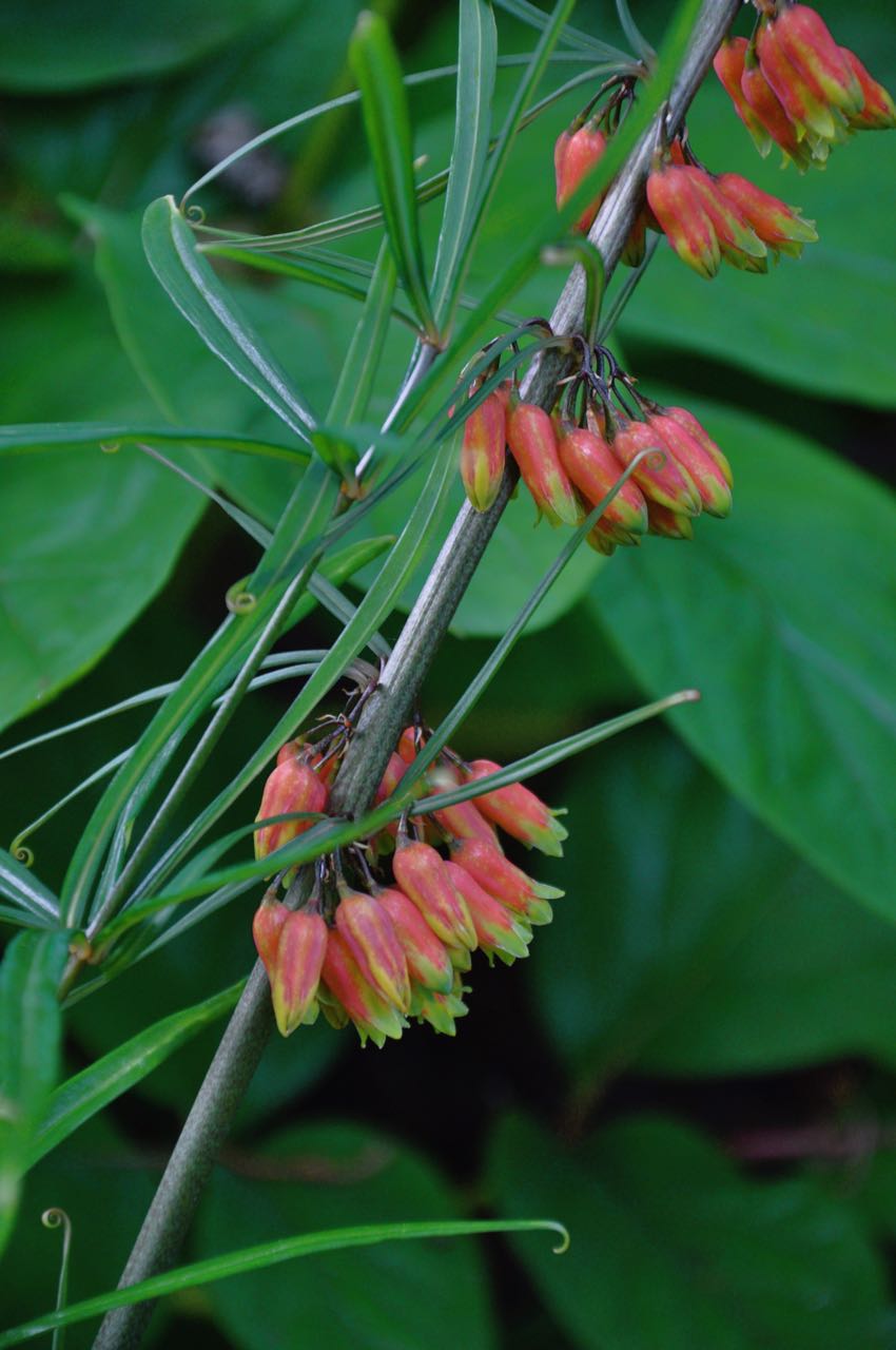Polygonatum huanum (syn. kingianum) (Orange Flowering Solomon&#39;s Seal)