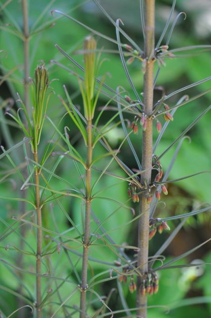 Polygonatum huanum (syn. kingianum) (Orange Flowering Solomon&#39;s Seal)