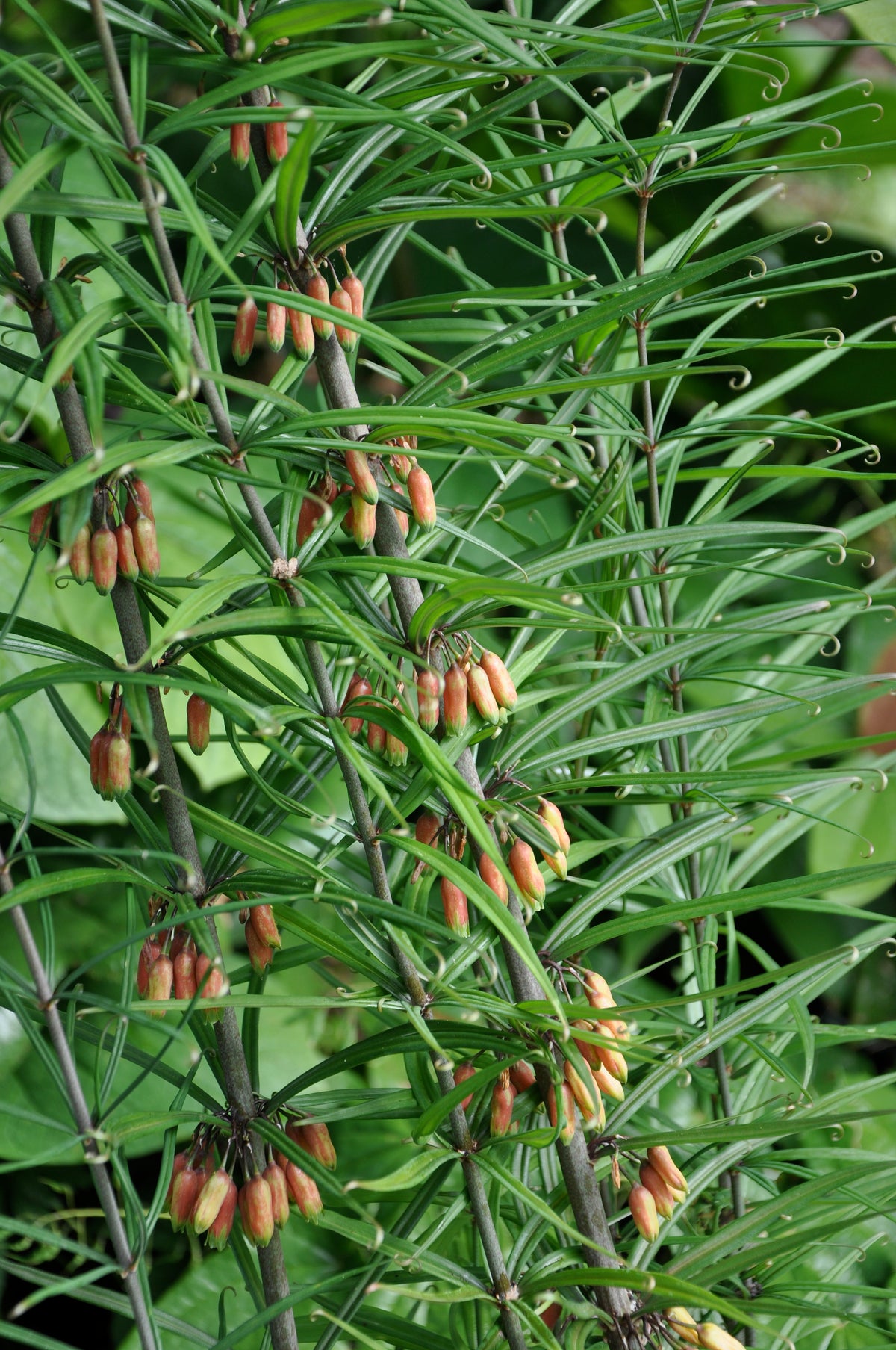Polygonatum huanum (syn. kingianum) (Orange Flowering Solomon&#39;s Seal)