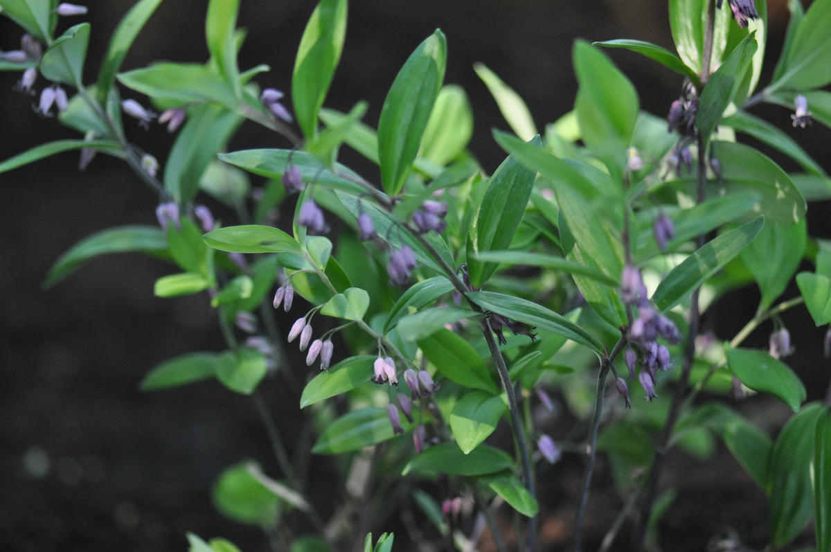 Polygonatum prattii (Dwarf Solomon&#39;s Seal)
