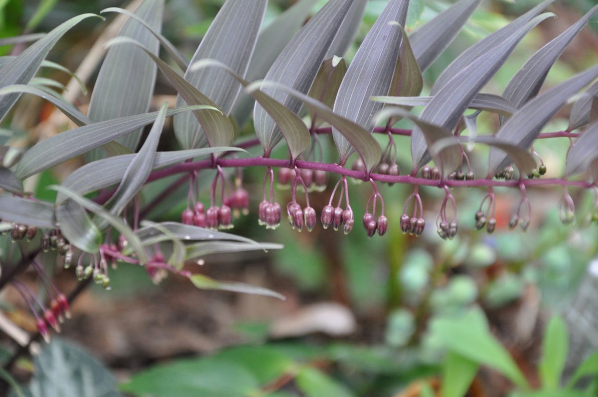 Polygonatum aff tonkanense (Evergreen Solomon&#39;s Seal)