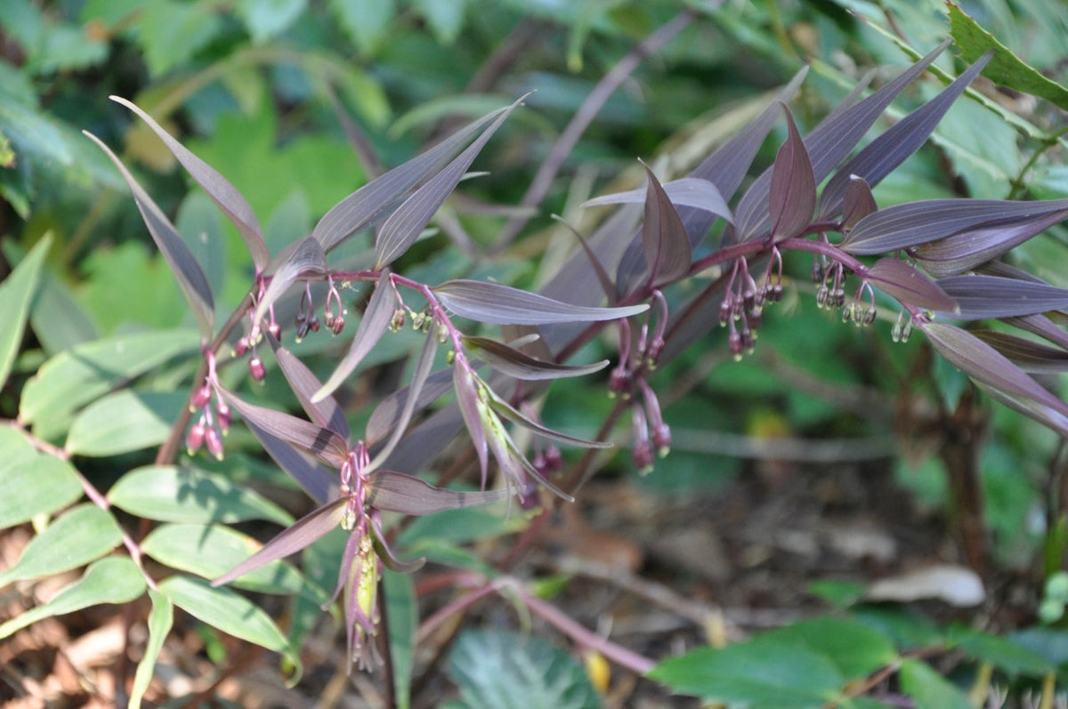 Polygonatum aff tonkanense (Evergreen Solomon&#39;s Seal)