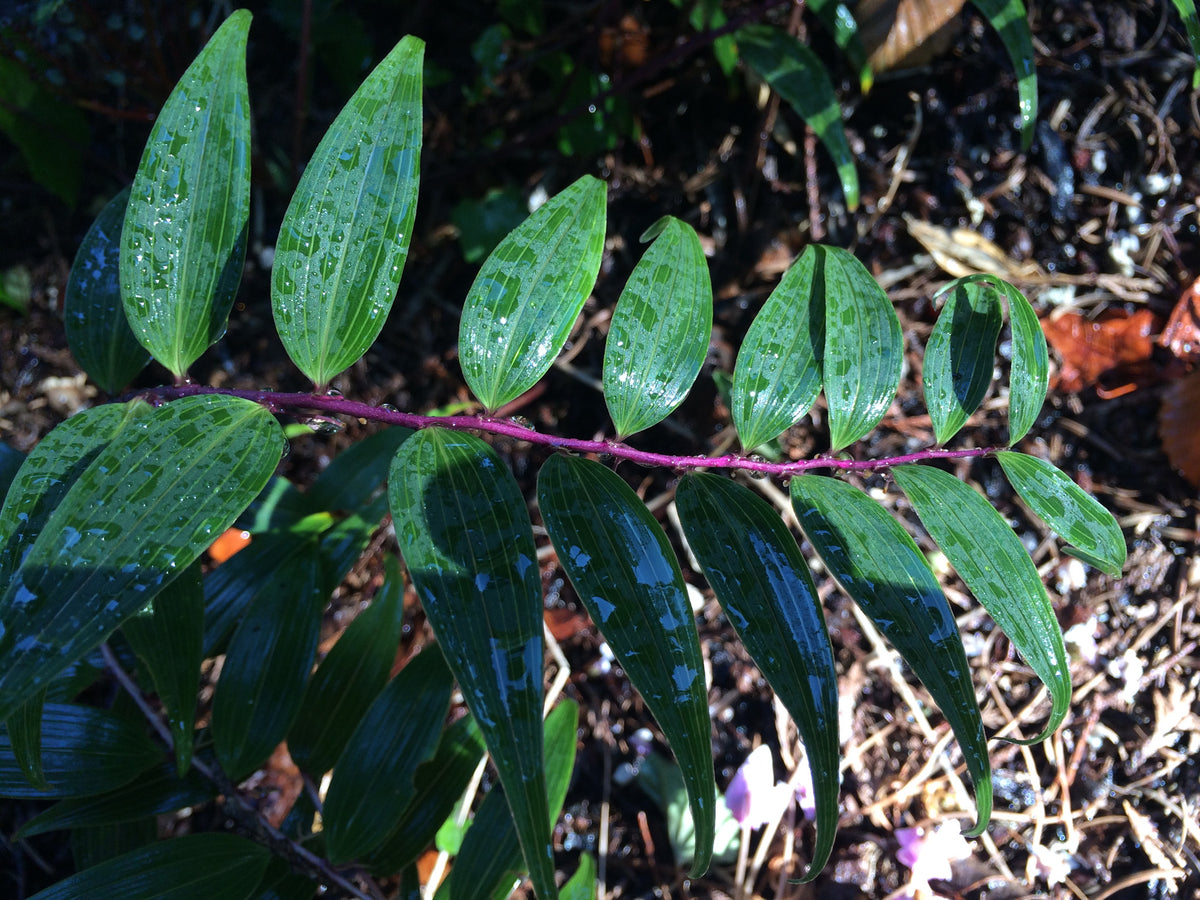 Polygonatum aff tonkanense (Evergreen Solomon&#39;s Seal)