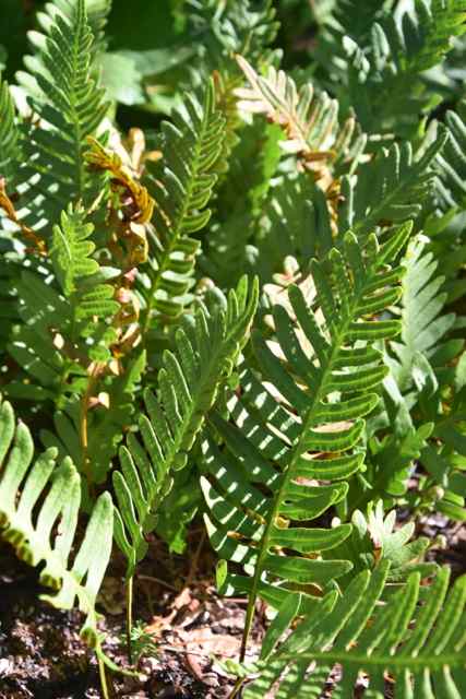 Polypodium guttatum (Mexican Licorice Fern)