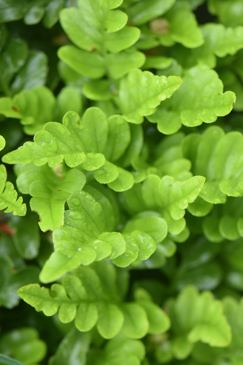 Polypodium scouleri (Leathery Polypody)