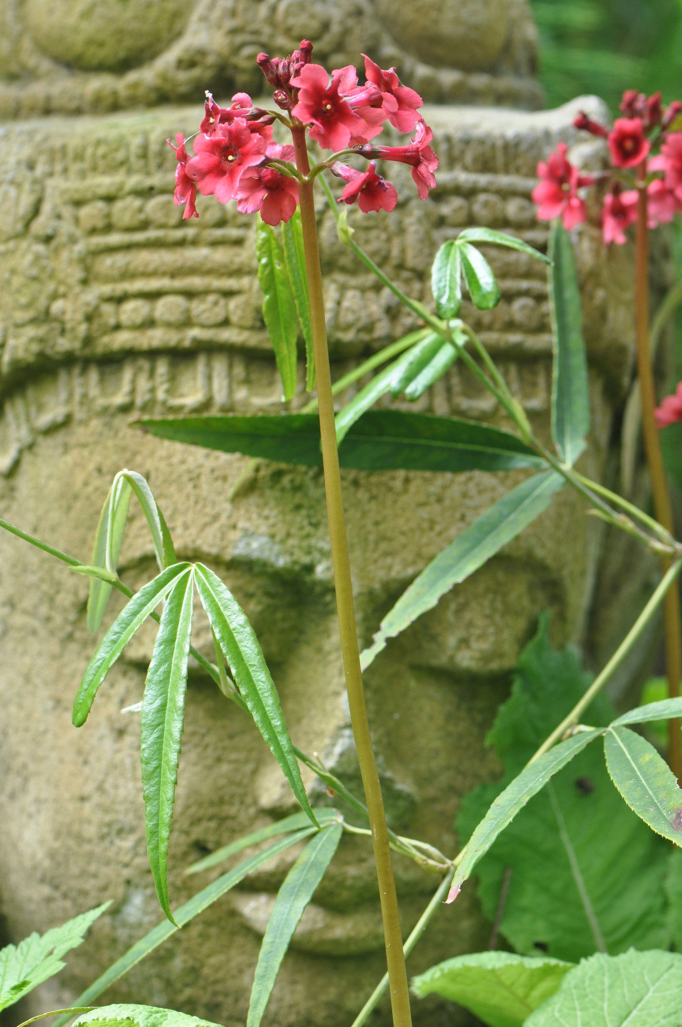 Primula japonica 'Miller's Crimson'  (Candelabra Primula)