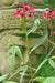 Primula japonica 'Miller's Crimson'  (Candelabra Primula)
