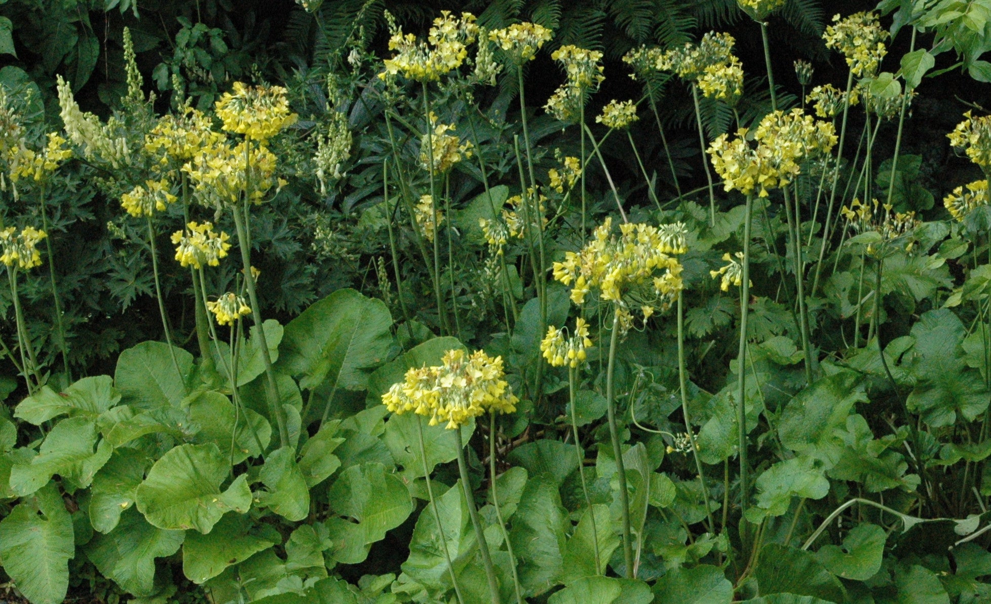 Primula florindae Mix (Giant Tibetan Cowslip)
