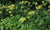 Primula florindae (Giant Tibetan Cowslip) Keeping It Green Nursery