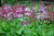 Primula japonica (Candelabra Primula) Keeping It Green Nursery