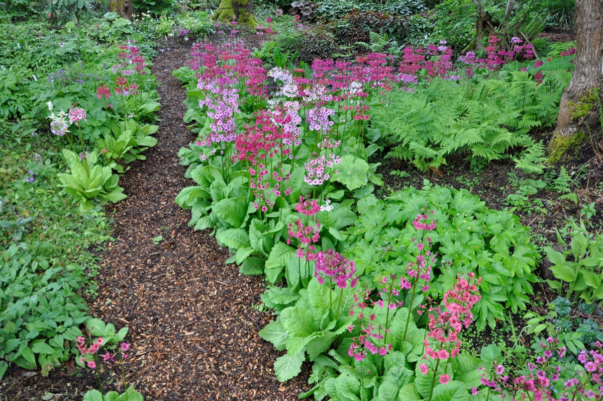 Primula japonica (Candelabra Primula) Keeping It Green Nursery