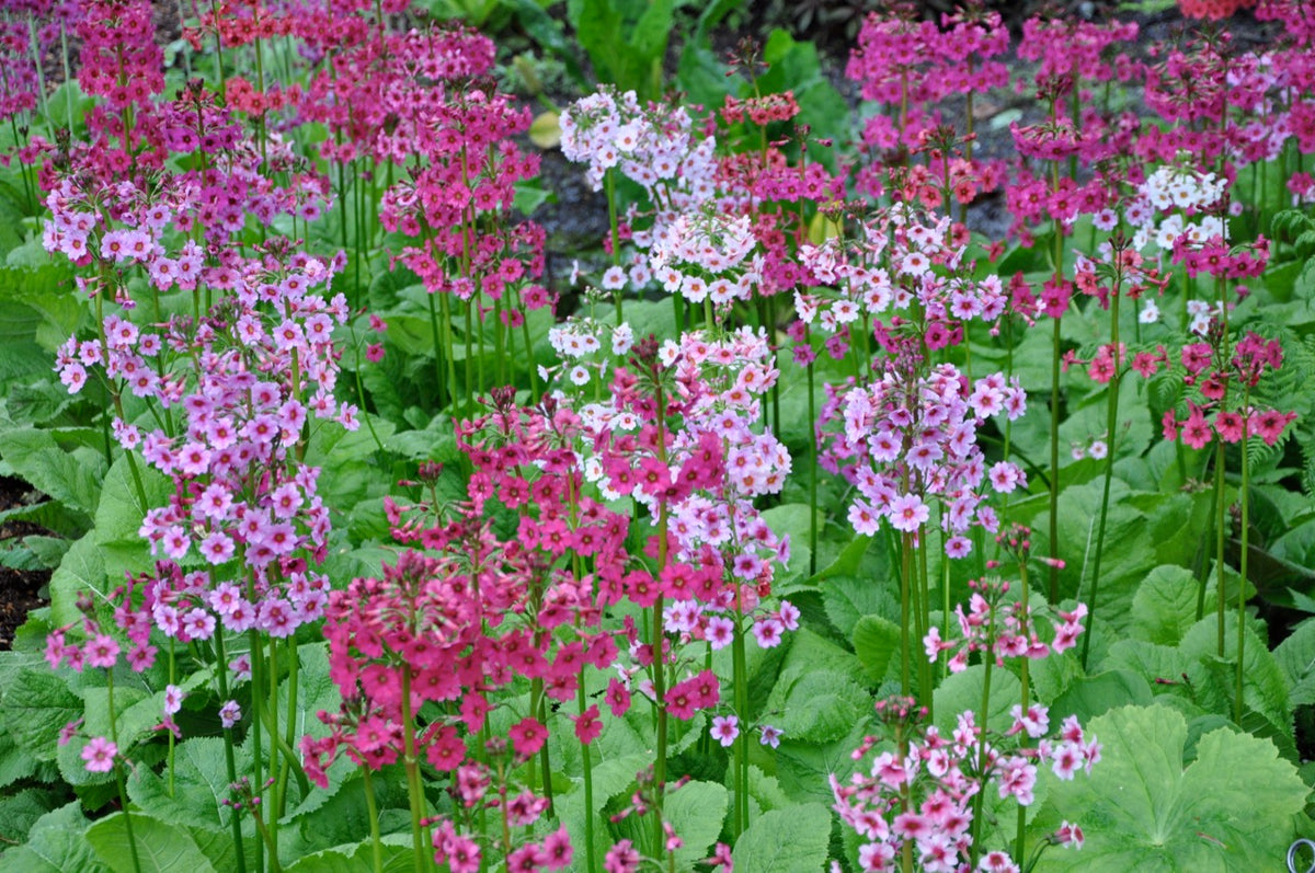 Primula japonica (Candelabra Primula) Keeping It Green Nursery