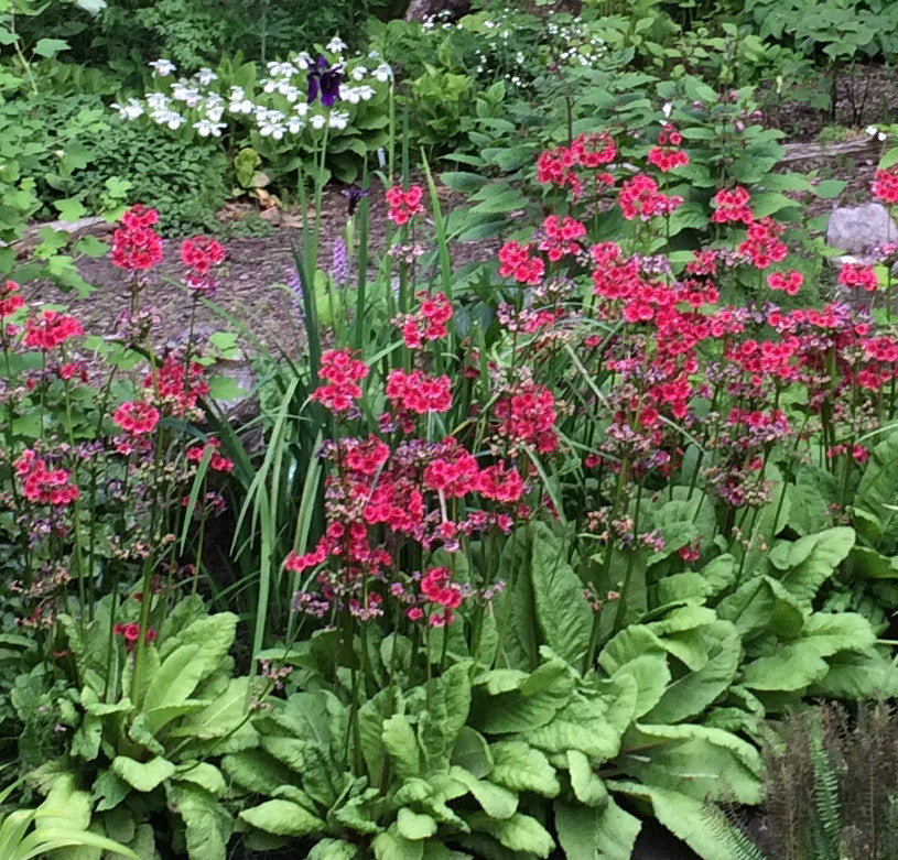 Primula japonica &#39;Miller&#39;s Crimson&#39;  (Candelabra Primula)