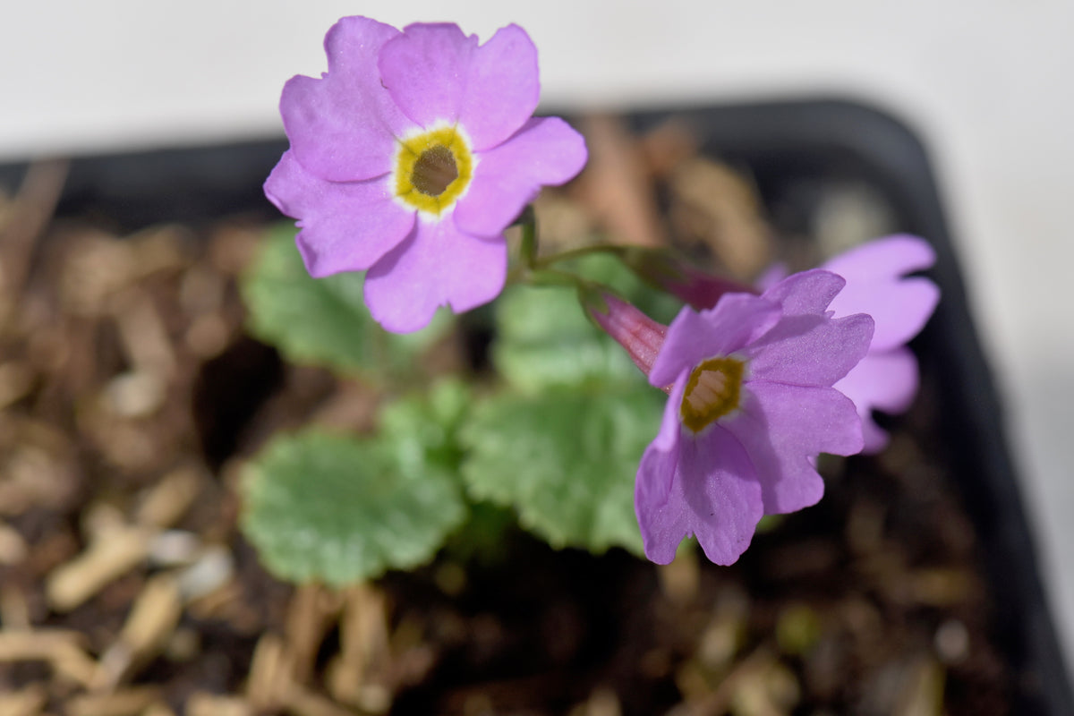 Primula tosaensis (Tosa Primula)