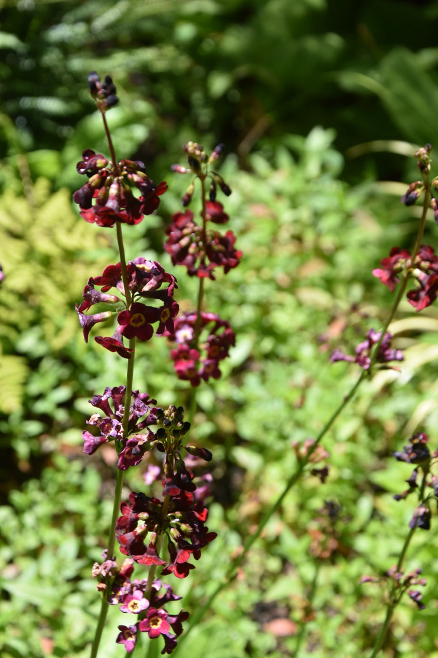 Primula wilsonii var. anisidora (Cherry Flowered Candelabra Primrose) Keeping It Green Nursery