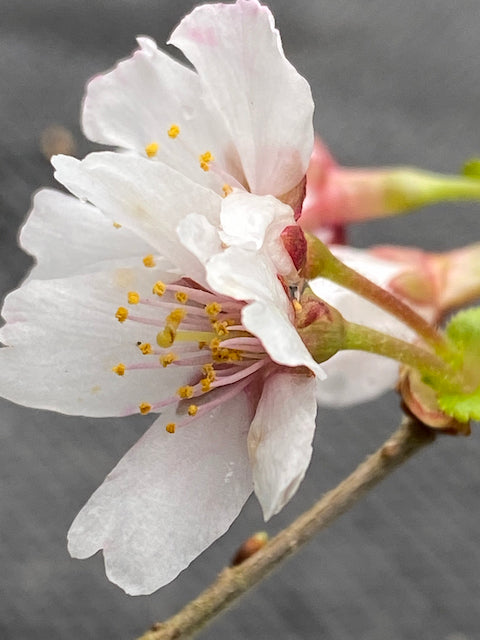 Prunus incisa &#39;Kojo No Mai&#39; (Twisting Fuji Cherry)
